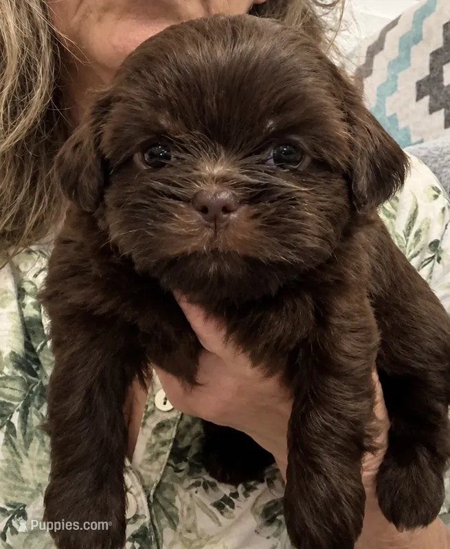 Blaise – Shih Tzu puppy for sale in Tallahassee, FL