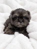 Slater, a male Shih Tzu for sale in Tallahassee, FL – 2 of 4