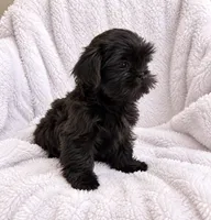 Oakley, a female Shih Tzu for sale in Tallahassee, FL – 3 of 5