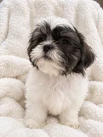 Cannon, a male Shih Tzu for sale in Tallahassee, FL – 2 of 5
