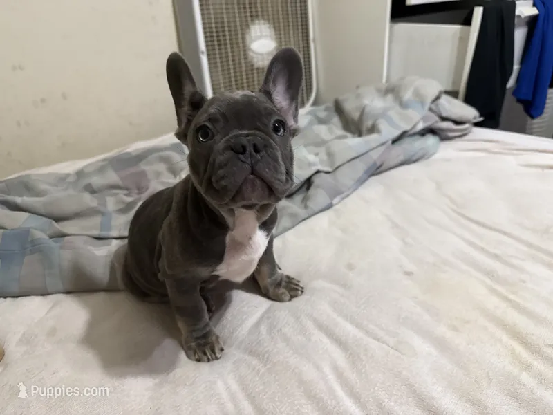 Buddy – French Bulldog puppy for sale in Miami, FL