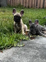 Blue, a male French Bulldog for sale in Miami, FL – 2 of 2
