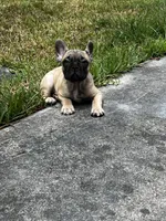 Buzz, a male French Bulldog for sale in Miami, FL – 2 of 2