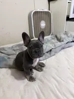 Buddy, a male French Bulldog for sale in Miami, FL – 2 of 2