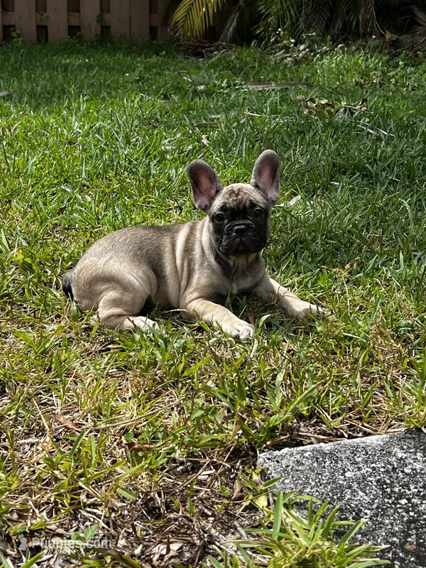 Sally – French Bulldog puppy for sale in Miami, FL