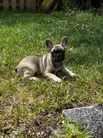 Sally, a female French Bulldog for sale in Miami, FL – 1 of 2