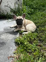 Bella, a female French Bulldog for sale in Miami, FL – 2 of 3