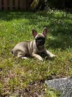 Sally, a female French Bulldog for sale in Miami, FL – 2 of 2