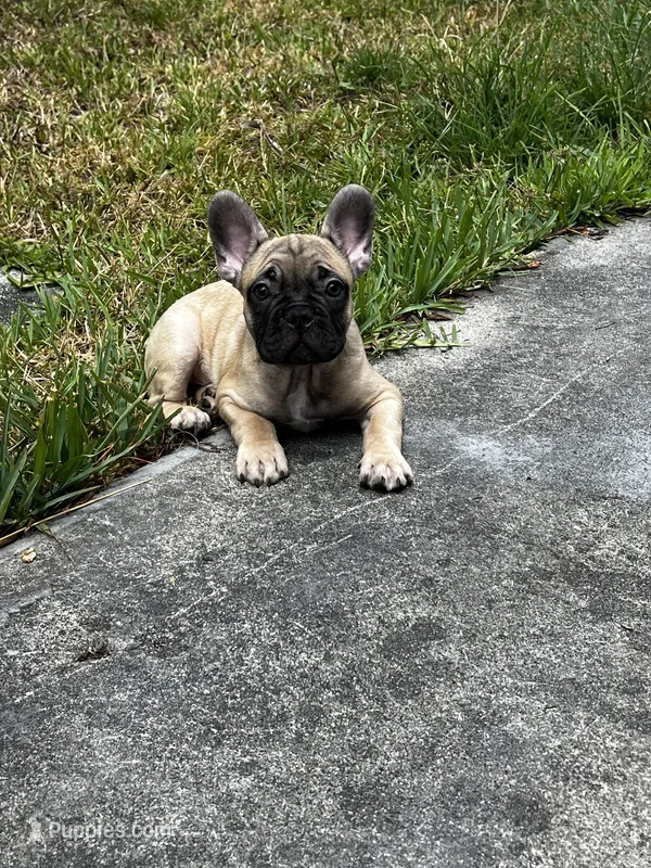 Buzz – French Bulldog puppy for sale in Miami, FL