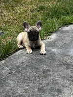 Buzz, a male French Bulldog for sale in Miami, FL – 1 of 2
