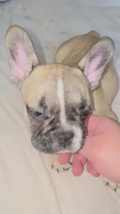 Lucky, a male French Bulldog for sale in Miami, FL – 3 of 3