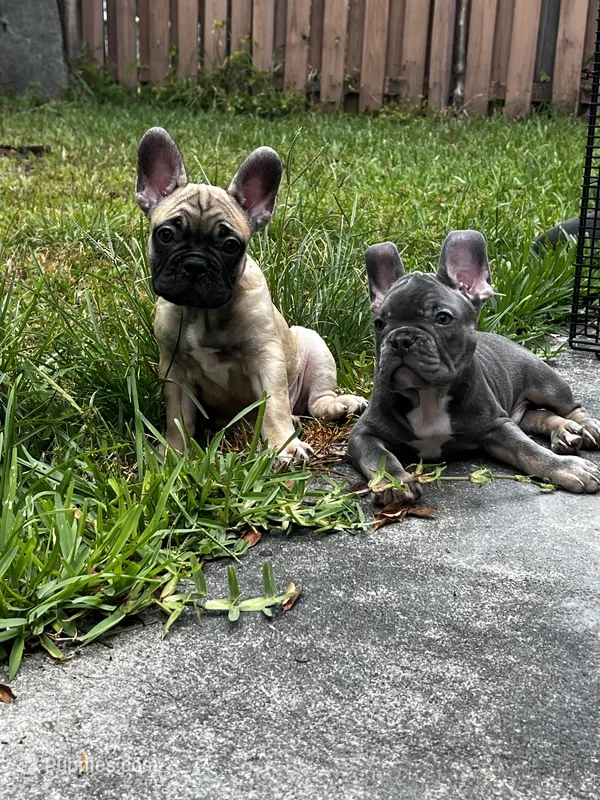 Blue – French Bulldog puppy for sale in Miami, FL