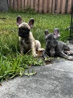 Blue, a male French Bulldog for sale in Miami, FL – 1 of 2