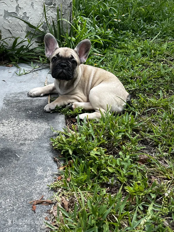 Bella – French Bulldog puppy for sale in Miami, FL