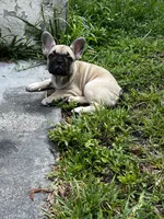 Bella, a female French Bulldog for sale in Miami, FL – 1 of 3