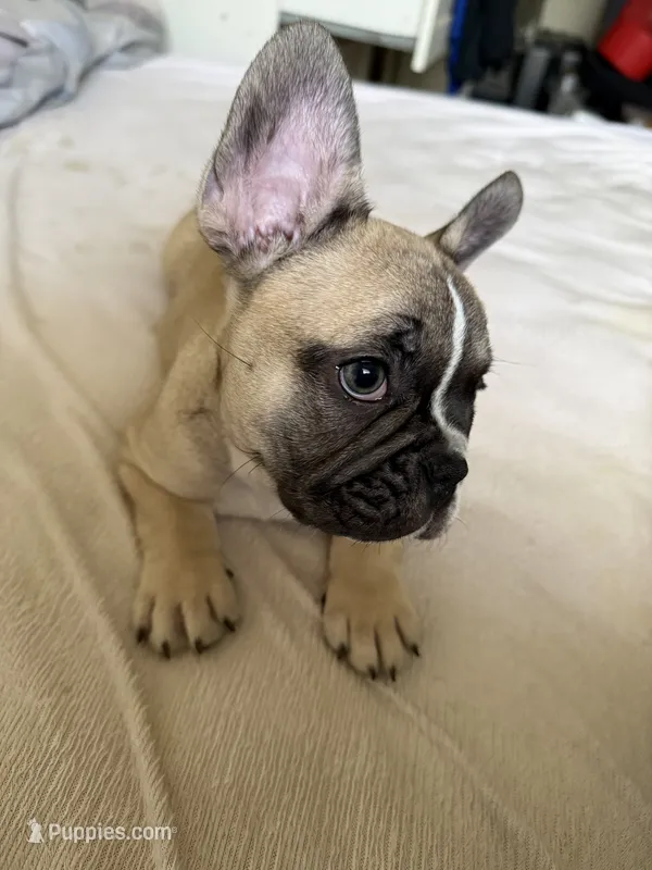 Lucky – French Bulldog puppy for sale in Miami, FL