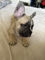 Lucky, a male French Bulldog for sale in Miami, FL – 1 of 3