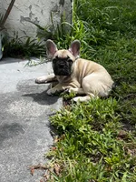 Bella, a female French Bulldog for sale in Miami, FL – 3 of 3
