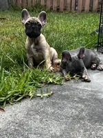Princess , a female French Bulldog for sale in Miami, FL – 3 of 3