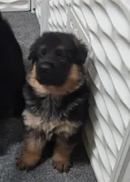 Jerry, a male German Shepherd Dog for sale in North Port, FL – 1 of 3