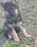 Iso, a male German Shepherd Dog for sale in North Port, FL – Photo 2 of 4