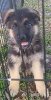 Iso, a male German Shepherd Dog for sale in North Port, FL – Photo 1 of 4
