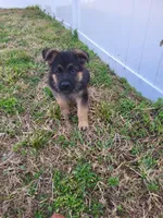 Iso, a male German Shepherd Dog for sale in North Port, FL – Photo 3 of 4