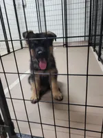 Iso, a male German Shepherd Dog for sale in North Port, FL – Photo 4 of 4