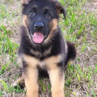 Inka, a female German Shepherd Dog for sale in North Port, FL – Photo 1 of 6