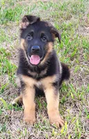Inka, a female German Shepherd Dog for sale in North Port, FL – Photo 3 of 3