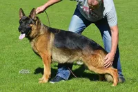 Inka, a female German Shepherd Dog for sale in North Port, FL – Photo 4 of 6
