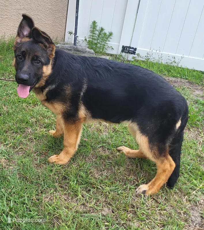 Inka – German Shepherd Dog puppy for sale in North Port, FL