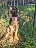 Inka, a female German Shepherd Dog for sale in North Port, FL – Photo 6 of 6
