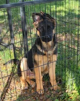 Inka, a female German Shepherd Dog for sale in North Port, FL – Photo 5 of 6