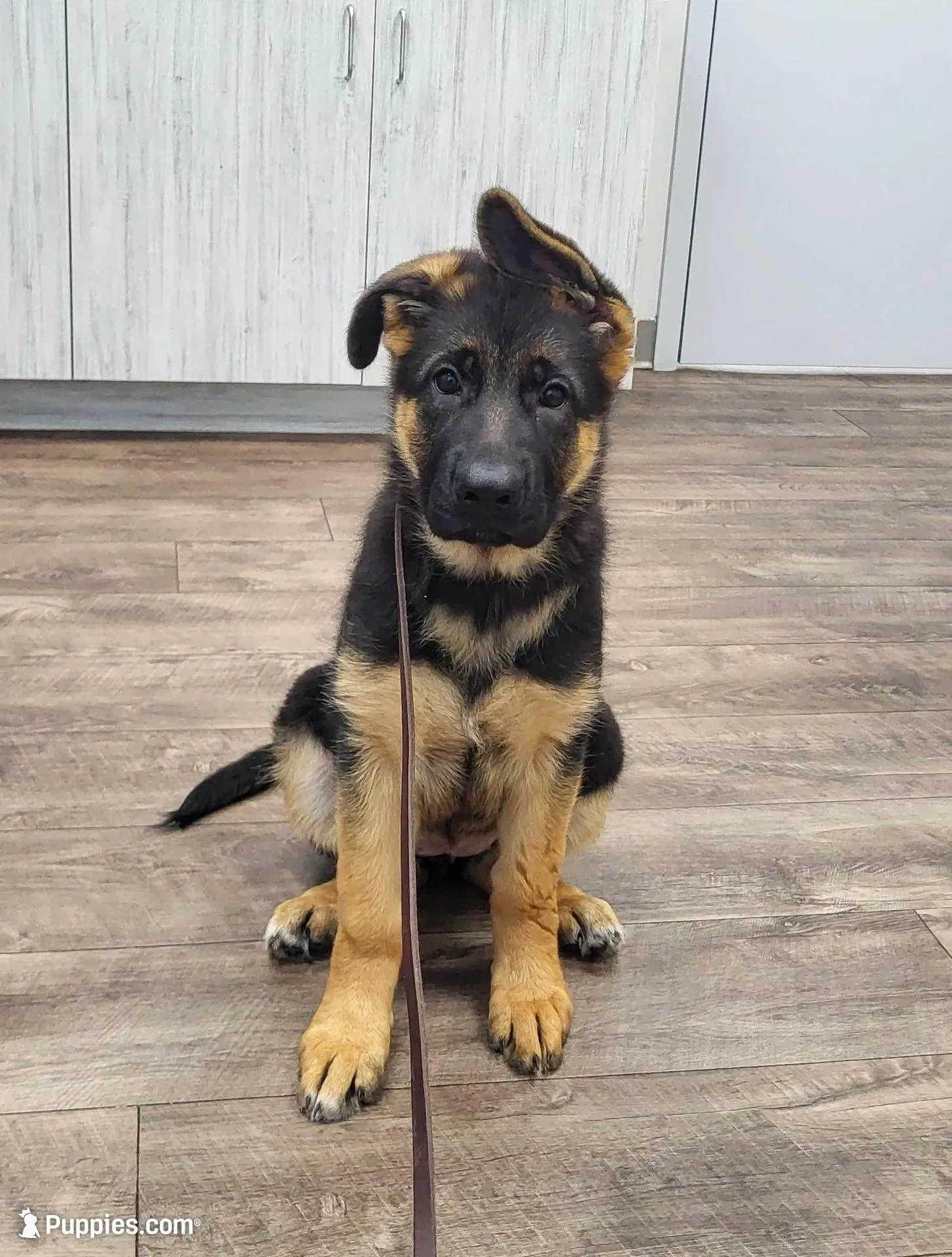 Inka, a female German Shepherd Dog for sale in North Port, FL – Photo 2 of 6