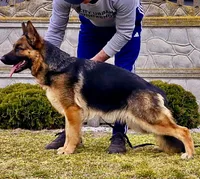 Inka, a female German Shepherd Dog for sale in North Port, FL – Photo 3 of 6