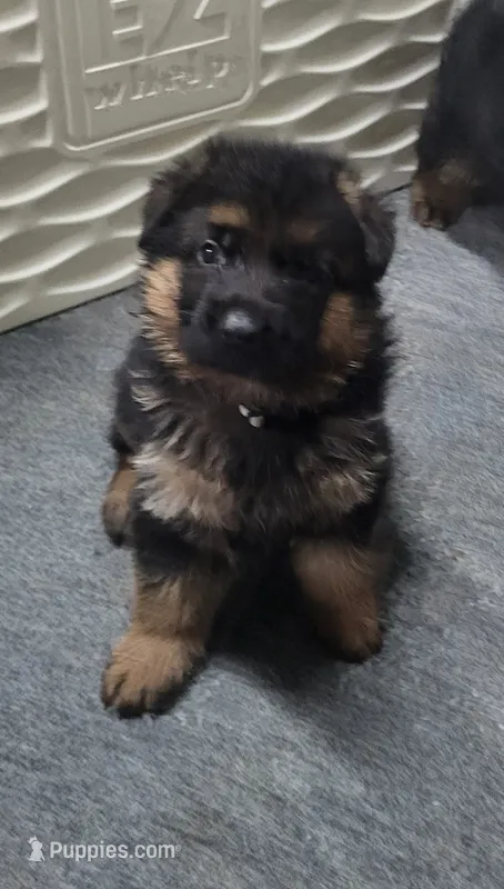 Janko – German Shepherd Dog puppy for sale in North Port, FL