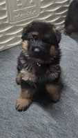 Janko, a male German Shepherd Dog for sale in North Port, FL – 1 of 2