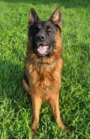 Jerry, a male German Shepherd Dog for sale in North Port, FL – 2 of 3