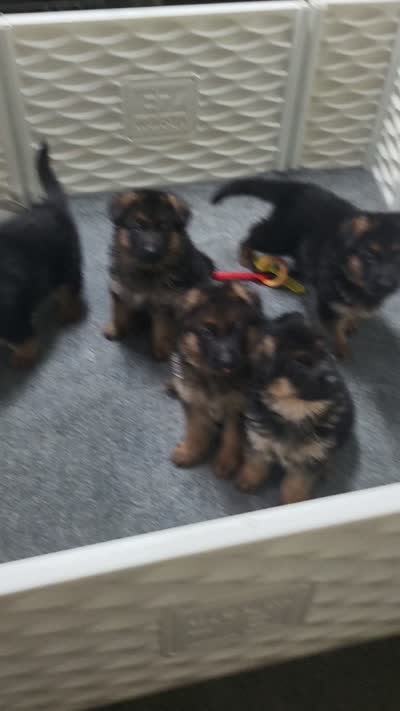 Janko, a male German Shepherd Dog for sale in North Port, FL – 2 of 2