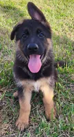 Iko, a male German Shepherd Dog for sale in North Port, FL – Photo 2 of 2