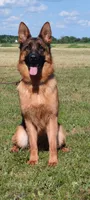 Jerry, a male German Shepherd Dog for sale in North Port, FL – 3 of 3