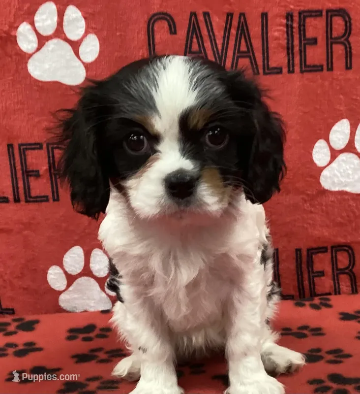 ANGEL 2 – Cavalier King Charles Spaniel puppy for sale in Rudolph, OH