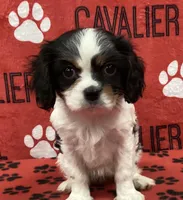 ANGEL 1, a female Cavalier King Charles Spaniel for sale in Rudolph, OH – Photo 1 of 3