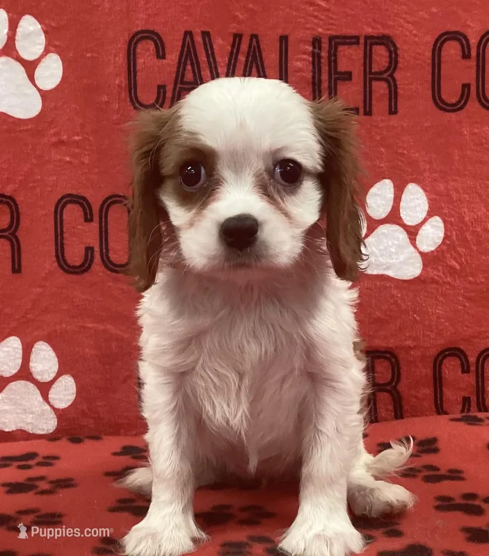 ANGEL 2 – Cavalier King Charles Spaniel puppy for sale in Rudolph, OH