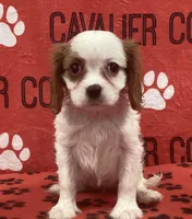ANGEL 2, a female Cavalier King Charles Spaniel for sale in Rudolph, OH – Photo 1 of 3