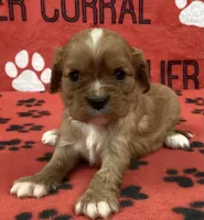 ANGEL 3, a female Cavalier King Charles Spaniel for sale in Rudolph, OH – Photo 1 of 3