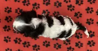 ANGEL 1, a female Cavalier King Charles Spaniel for sale in Rudolph, OH – Photo 2 of 3