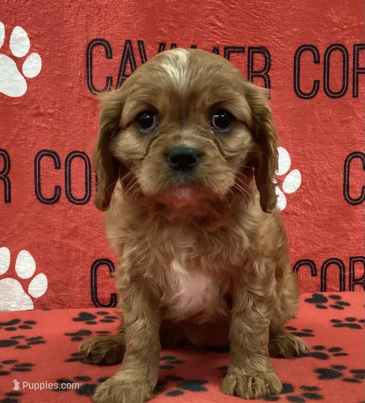 ANGEL 4 – Cavalier King Charles Spaniel puppy for sale in Rudolph, OH