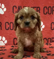 ANGEL 4, a female Cavalier King Charles Spaniel for sale in Rudolph, OH – Photo 1 of 3
